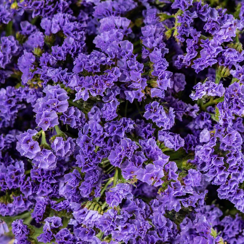 esmeralda-statice-sinzzi-deep-blue