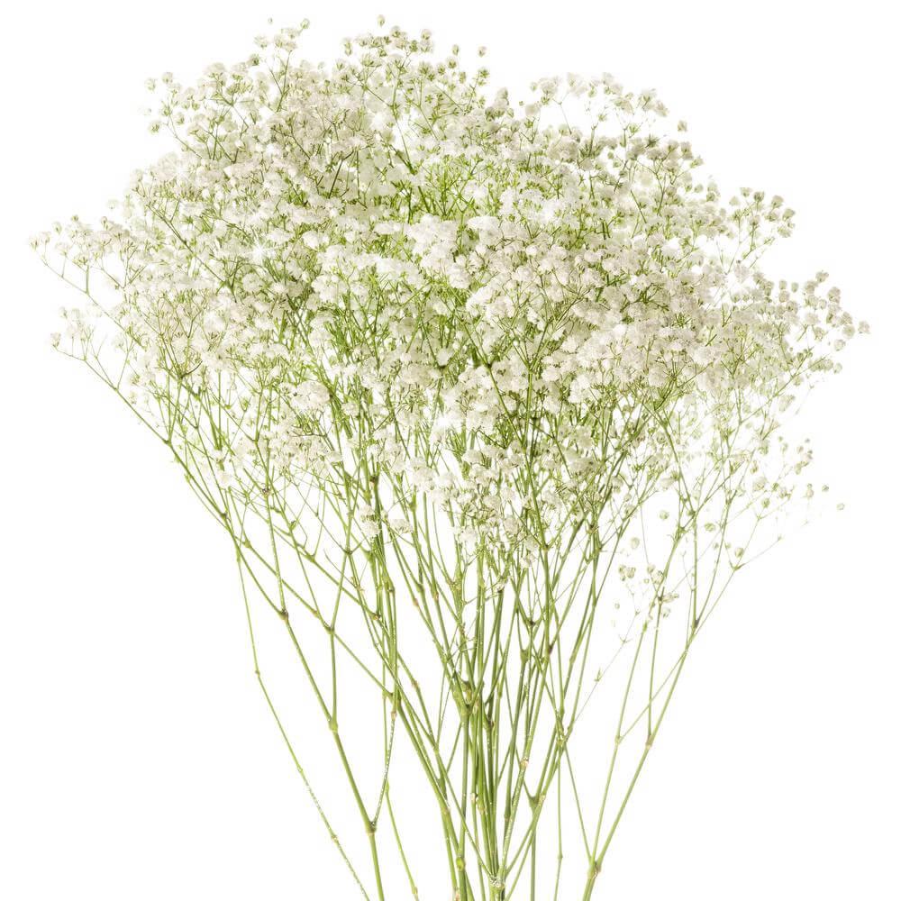 esmeralda-gypsophila-overtime-glitter