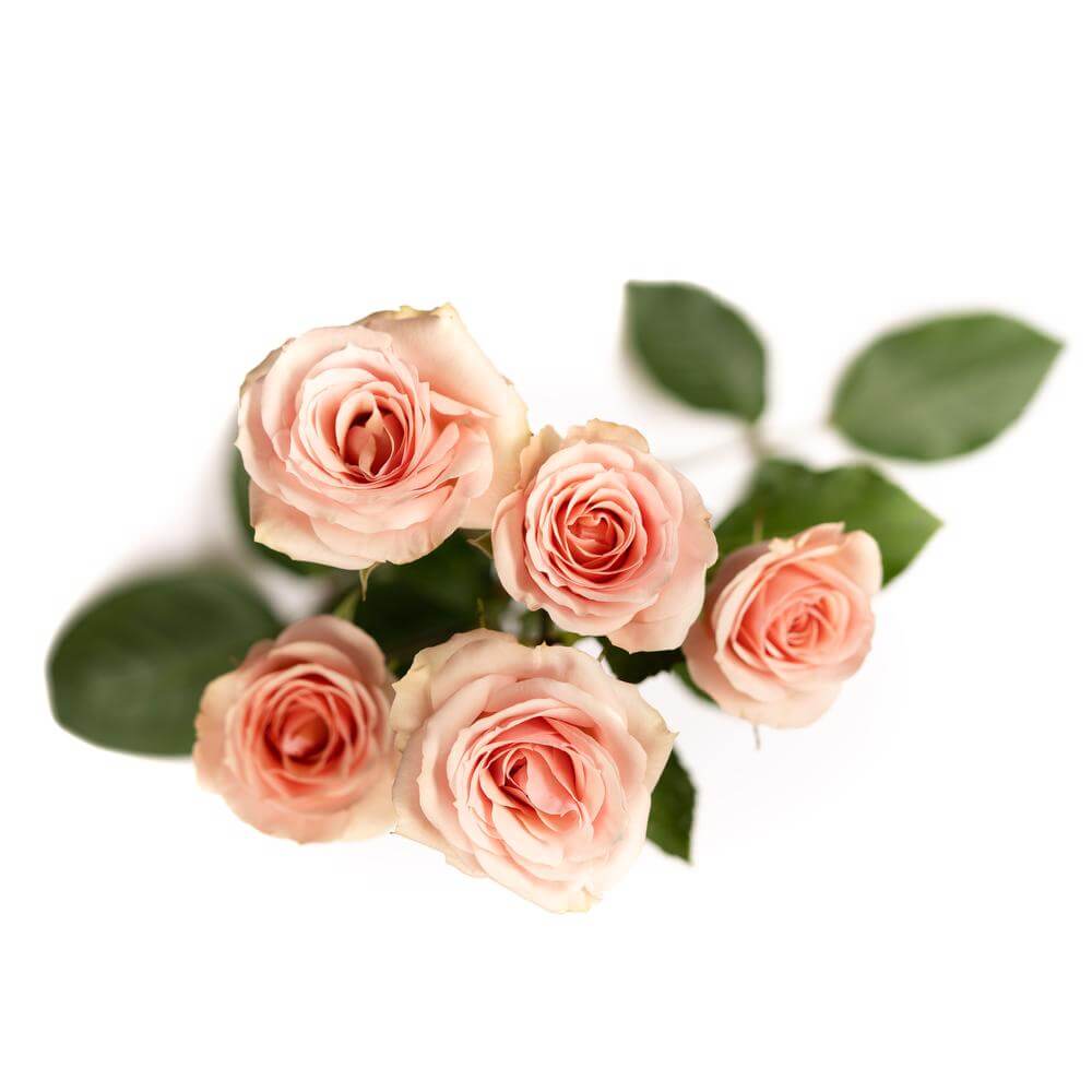 esmeralda-spray-rose-star-blush