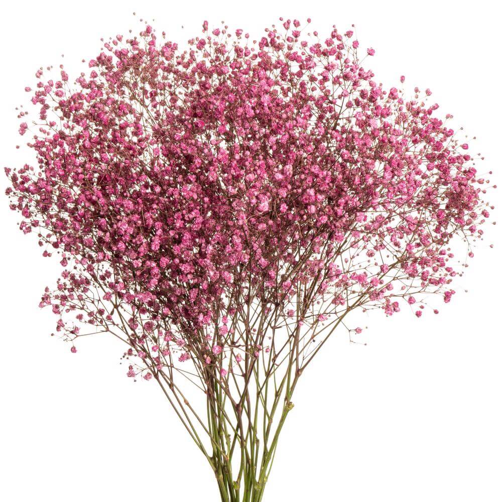 esmeralda-gypsophila-hot-pink-painted