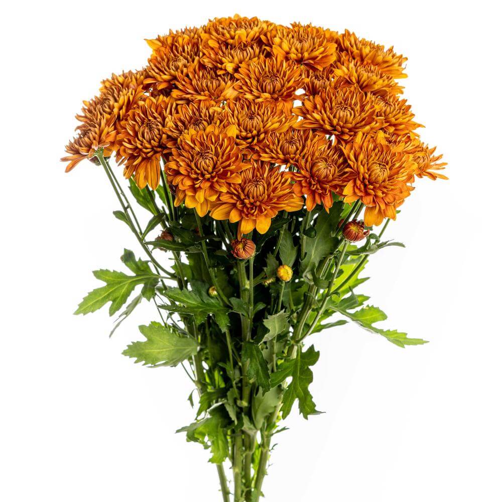 esmeralda-chrysanthemum-virginia