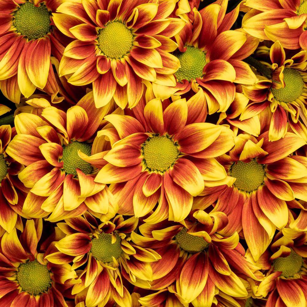 esmeralda-chrysanthemum-morning