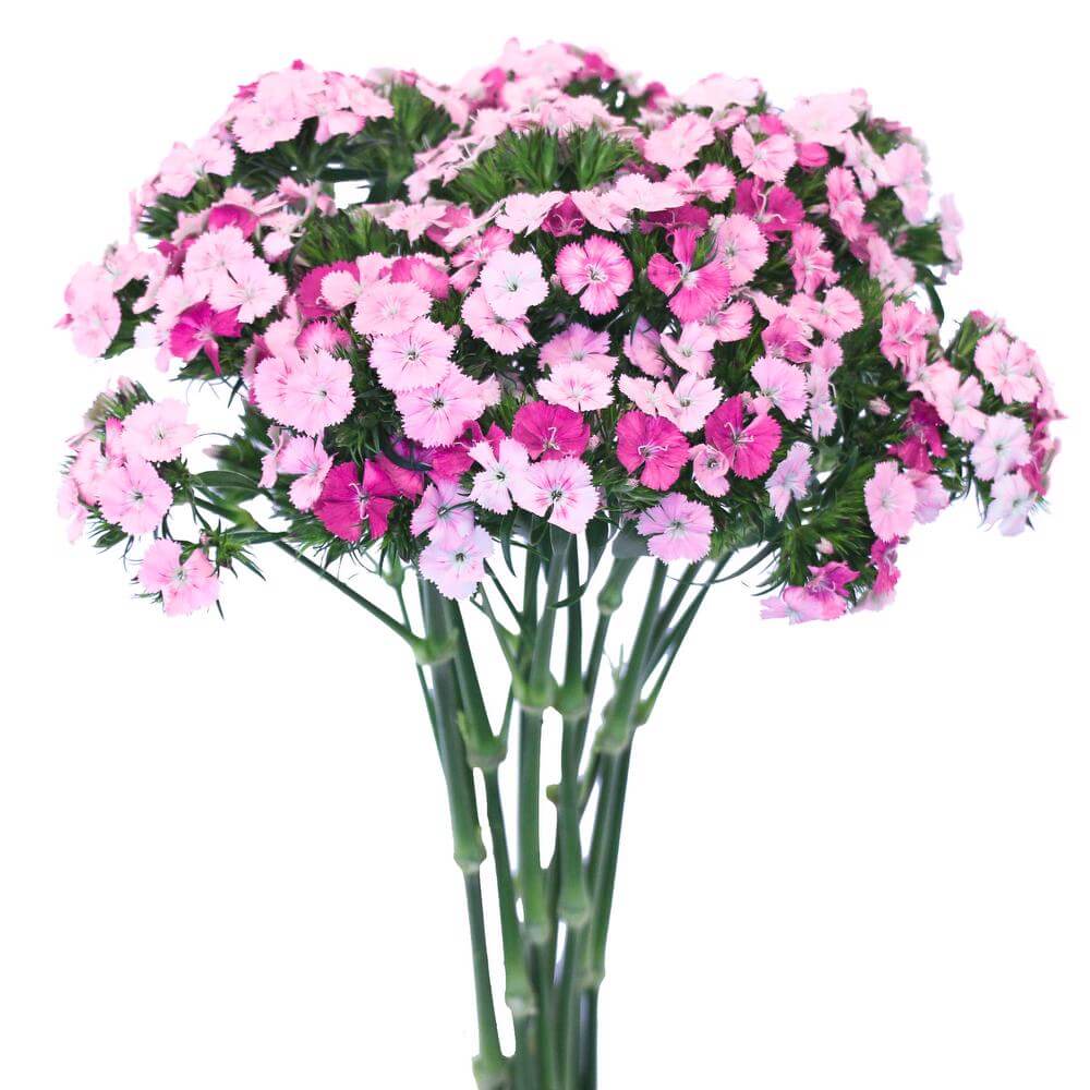 esmeralda-dianthus-rose-magic