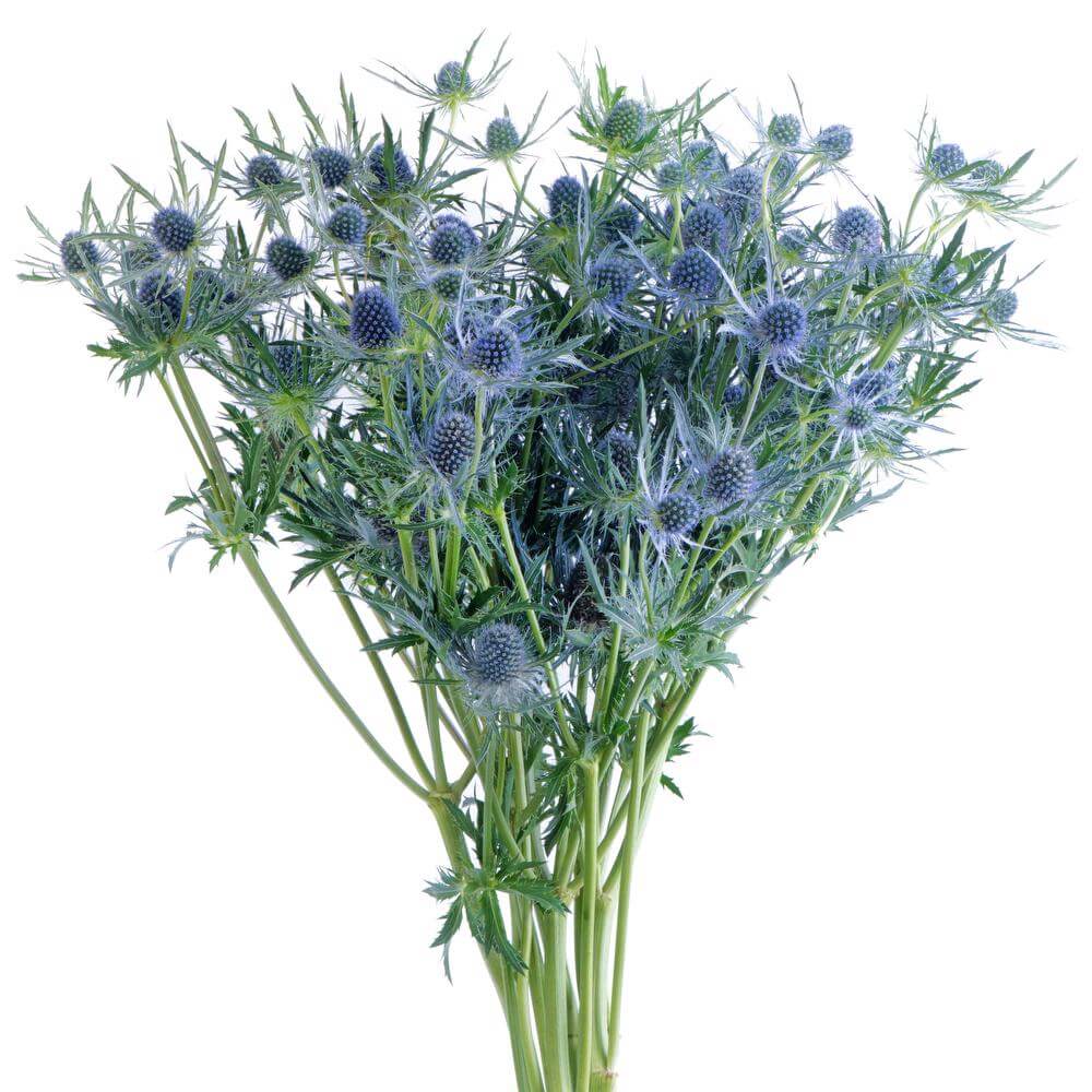 esmeralda-eryngium-blue-ice