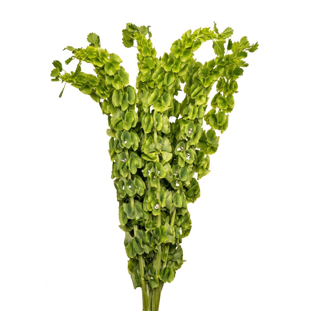 esmeralda-moluccella-green