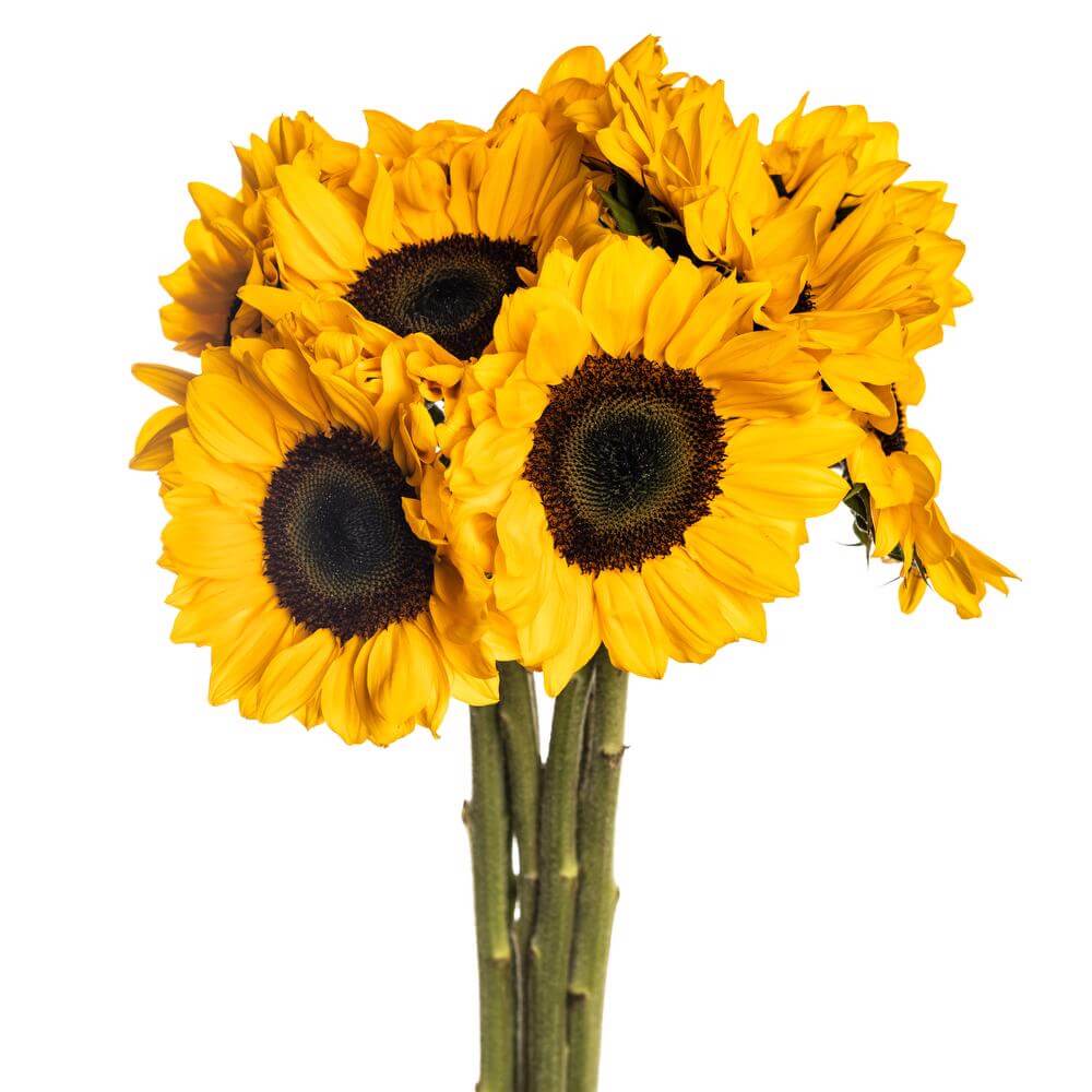 esmeralda-farms-sunflower-vincents-choice