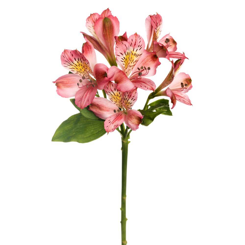 esmeralda-farms-alstroemeria-hot-pink