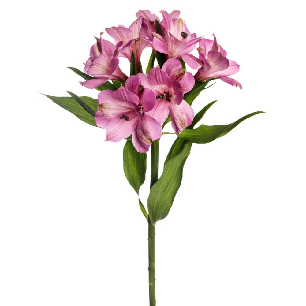 esmeralda-farms-alstroemeria-lavender