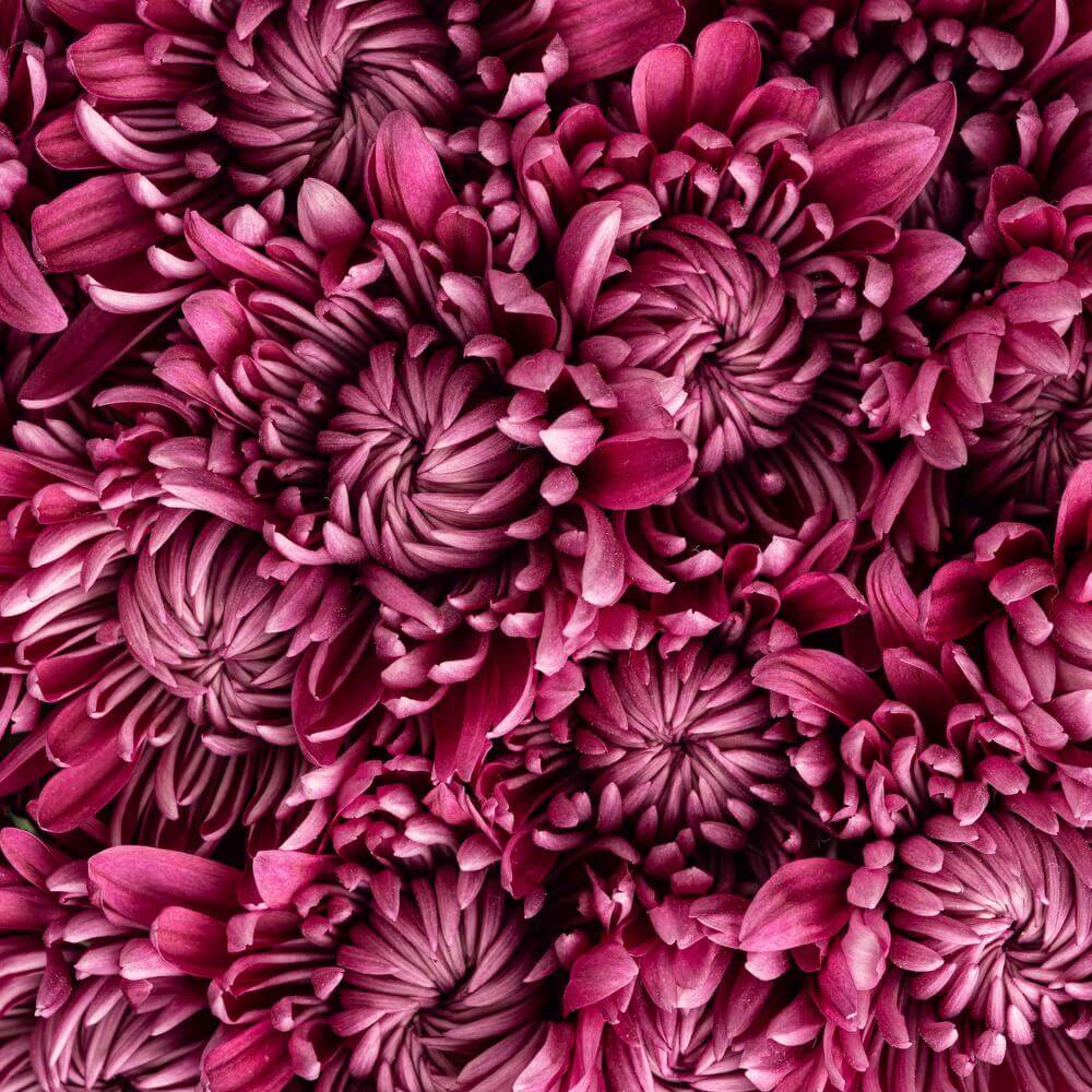 esmeralda-farms-pompon-kampala