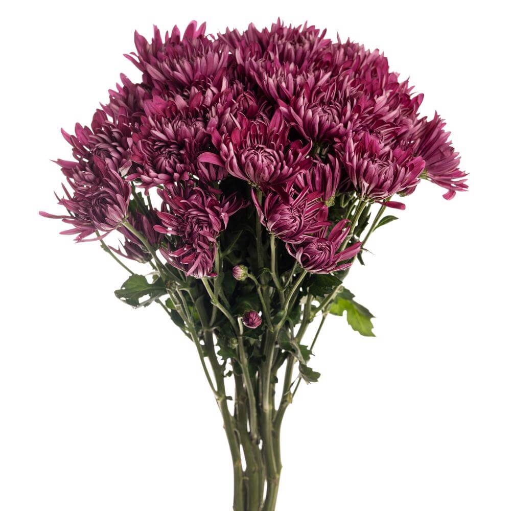 esmeralda-farms-pompon-kampala