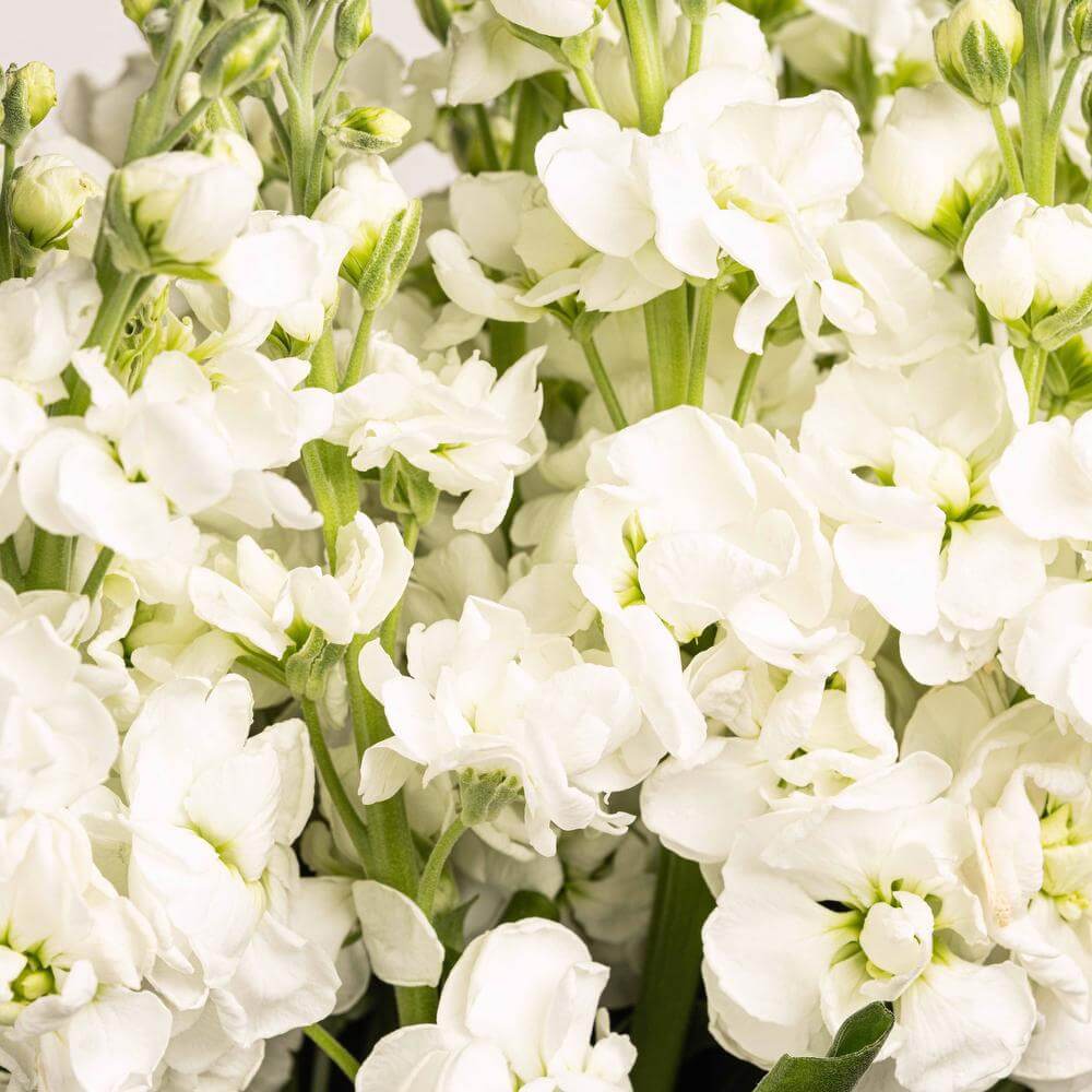 esmeralda-farms-stock-yuki-no-mai-white