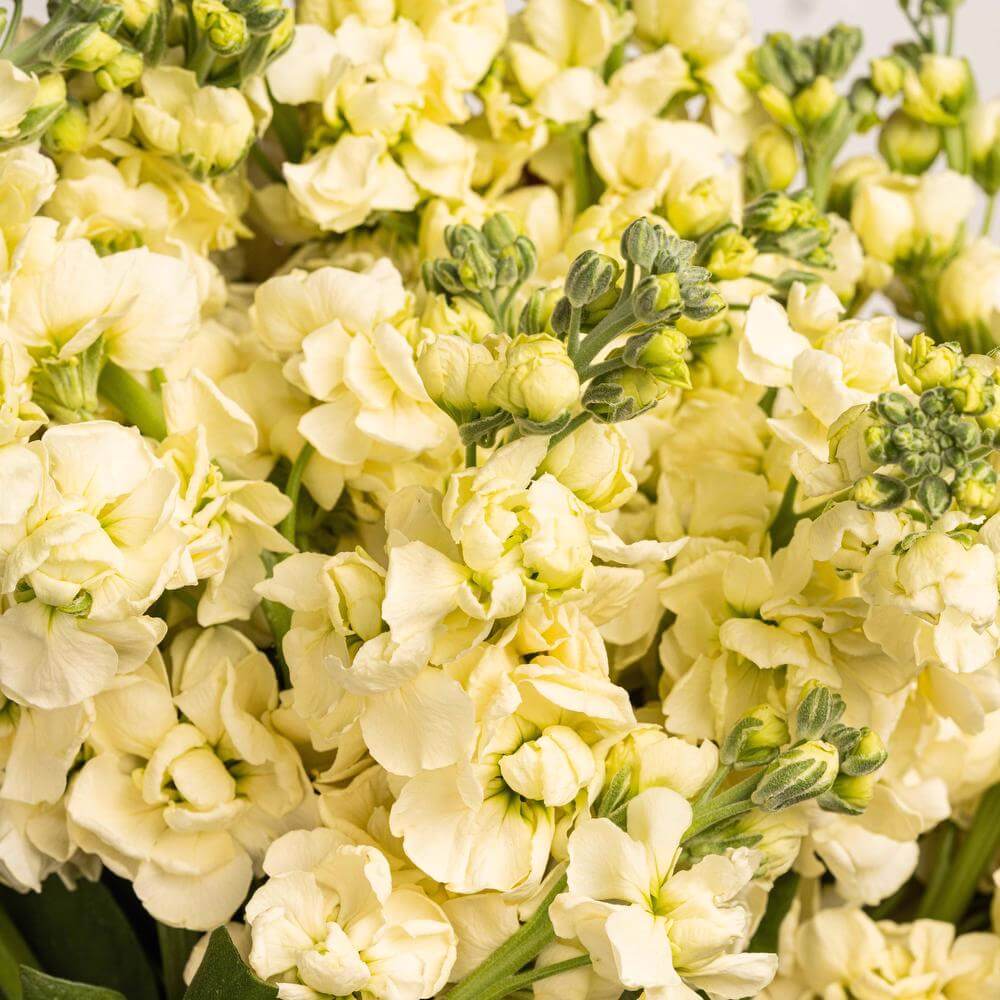 esmeralda-farms-stock-ki-no-mai-yellow