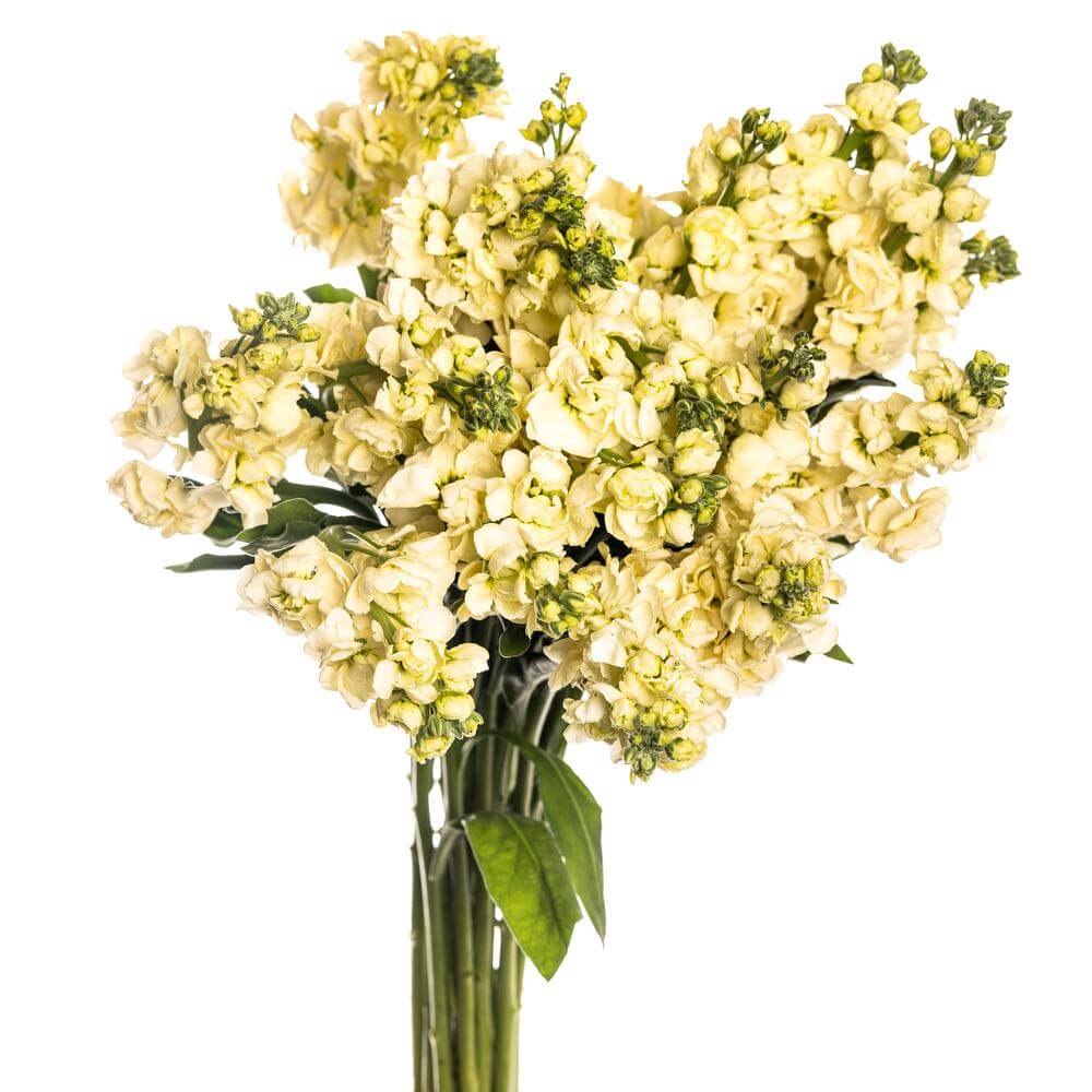 esmeralda-farms-stock-ki-no-mai-yellow