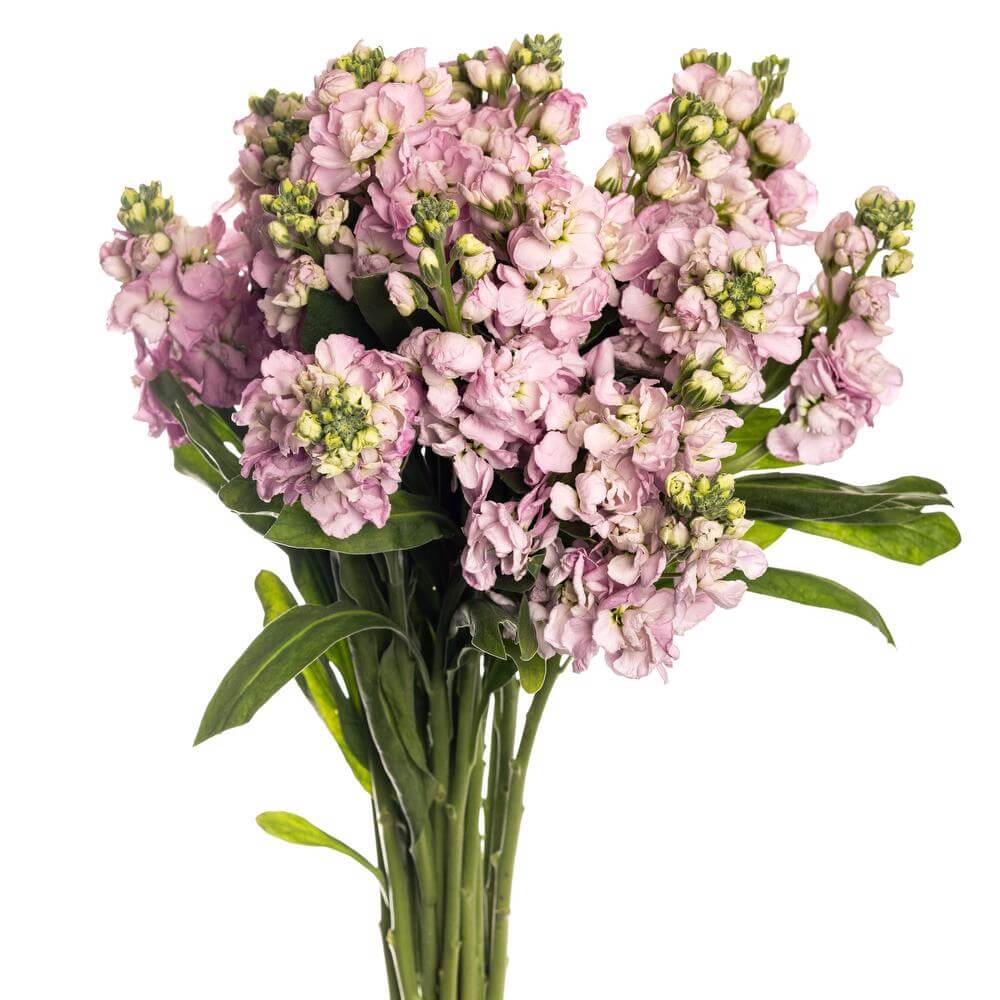 esmeralda-farms-stock-yume-no-mai-rose