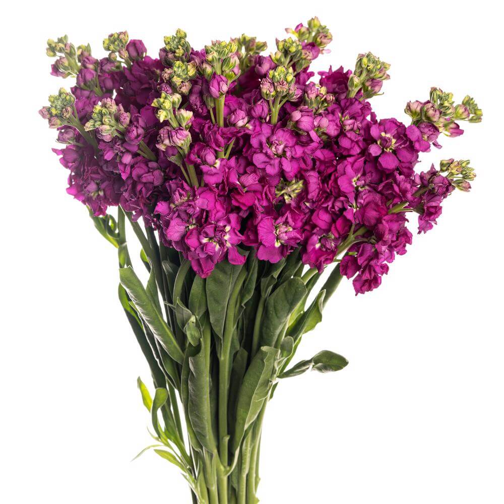 esmeralda-farms-stock-no-uta-deep-red
