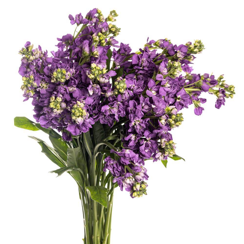 esmeralda-farms-stock-ao-no-mai-deep-blue