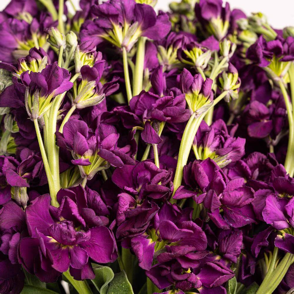 esmeralda-farms-stock-beauty-reddish-purple-carmine