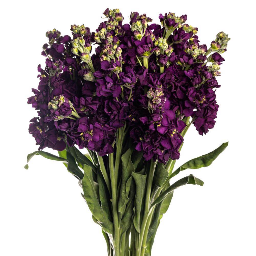 esmeralda-farms-stock-beauty-reddish-purple-carmine