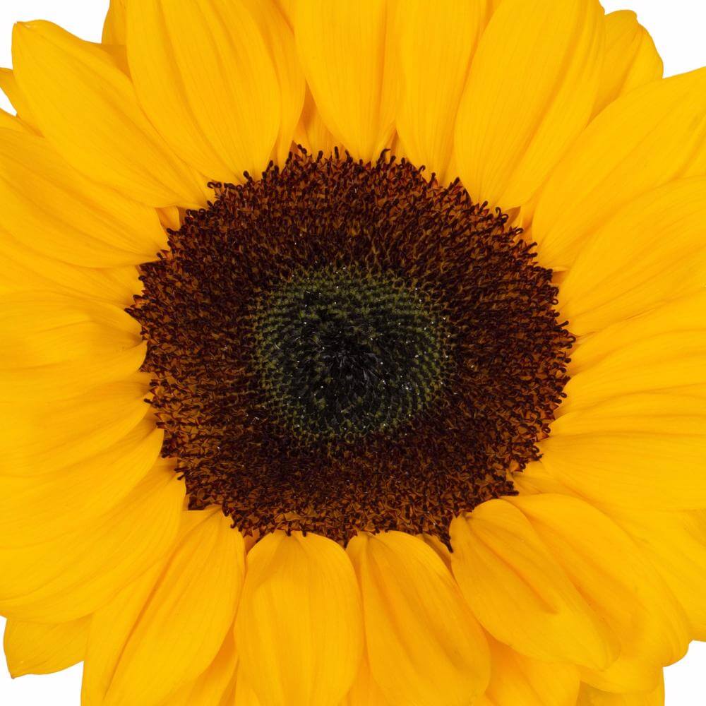 esmeralda-farms-sunflower-vincents-choice