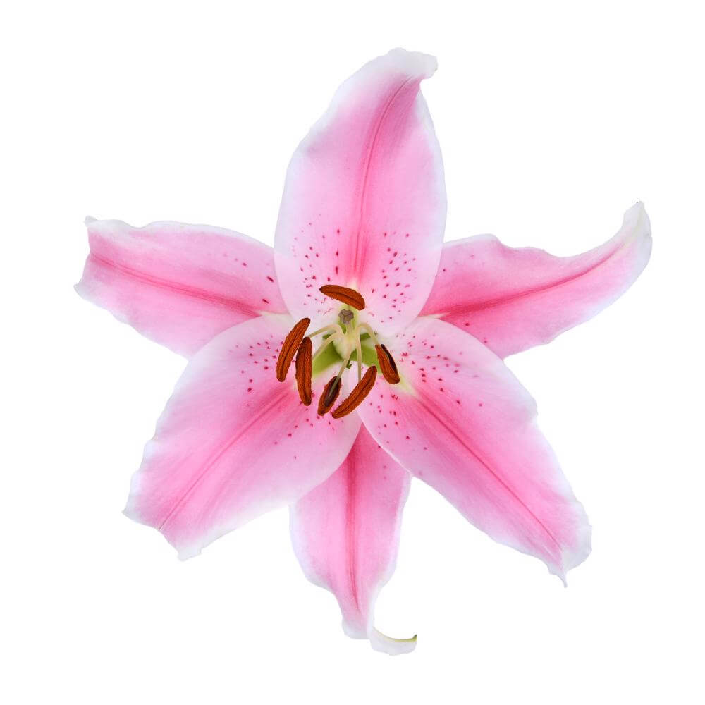 esmeralda-farms-sorbonne-oriental-lily