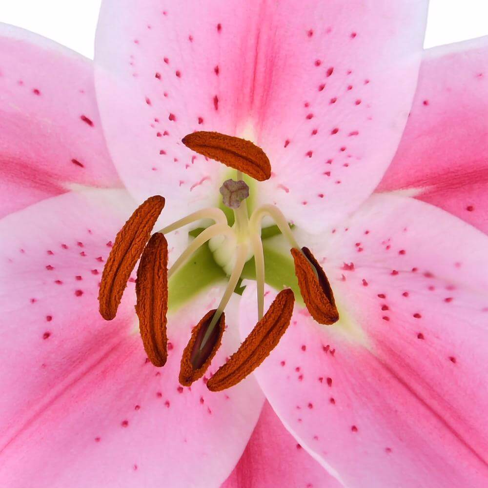 Sorbonne - Oriental Lily - Esmeralda Farms Wholesale Flowers