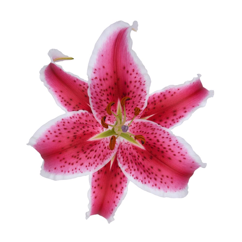 Trevi - Oriental Lily - Esmeralda Farms Wholesale Flowers