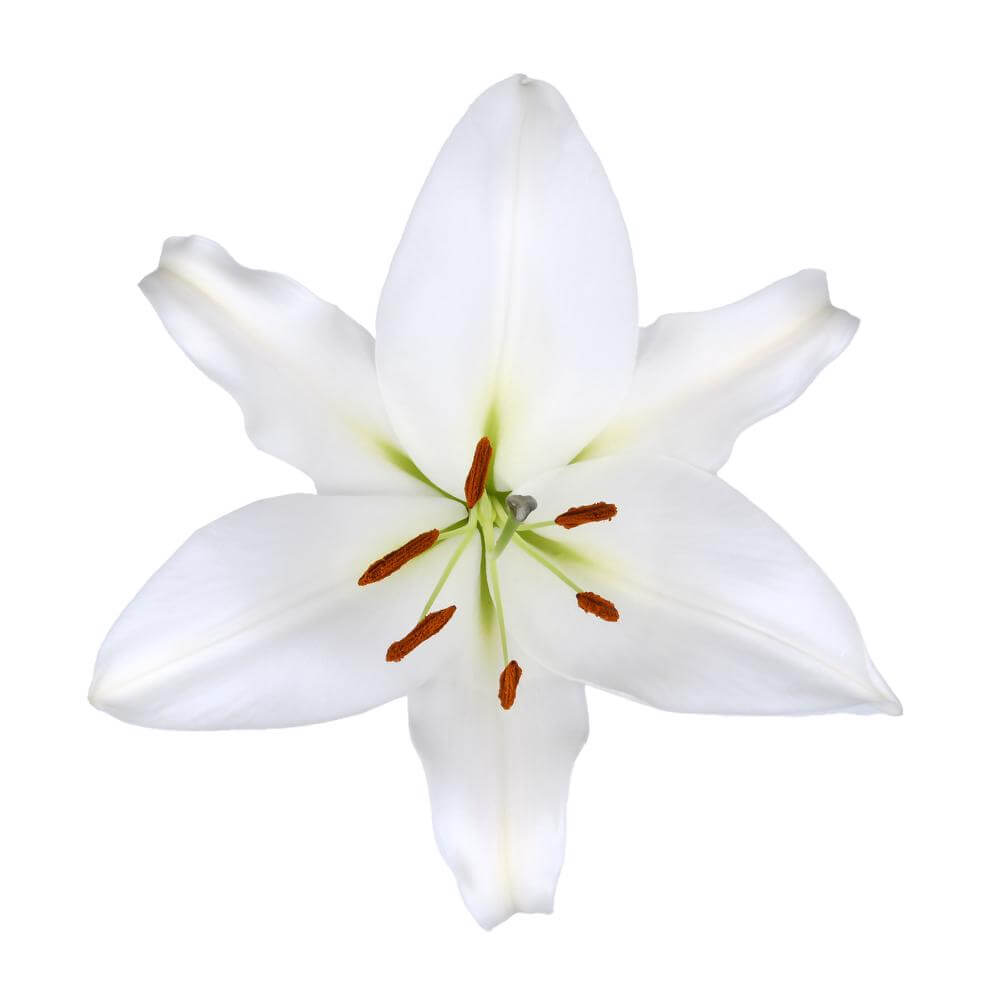 esmeralda-farms-zambesi-oriental-lily