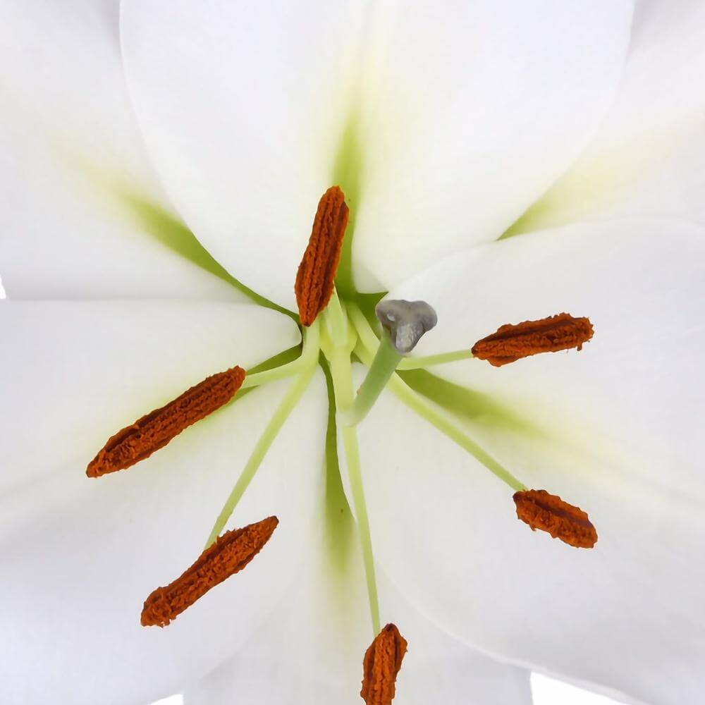 esmeralda-farms-zambesi-oriental-lily-thumbnail