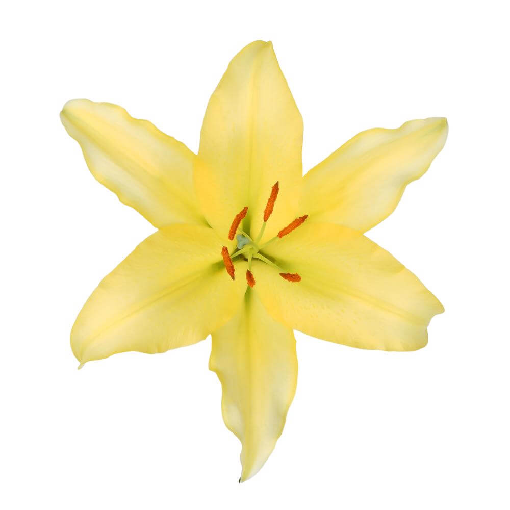 esmeralda-farms-vonq-oriental-lily