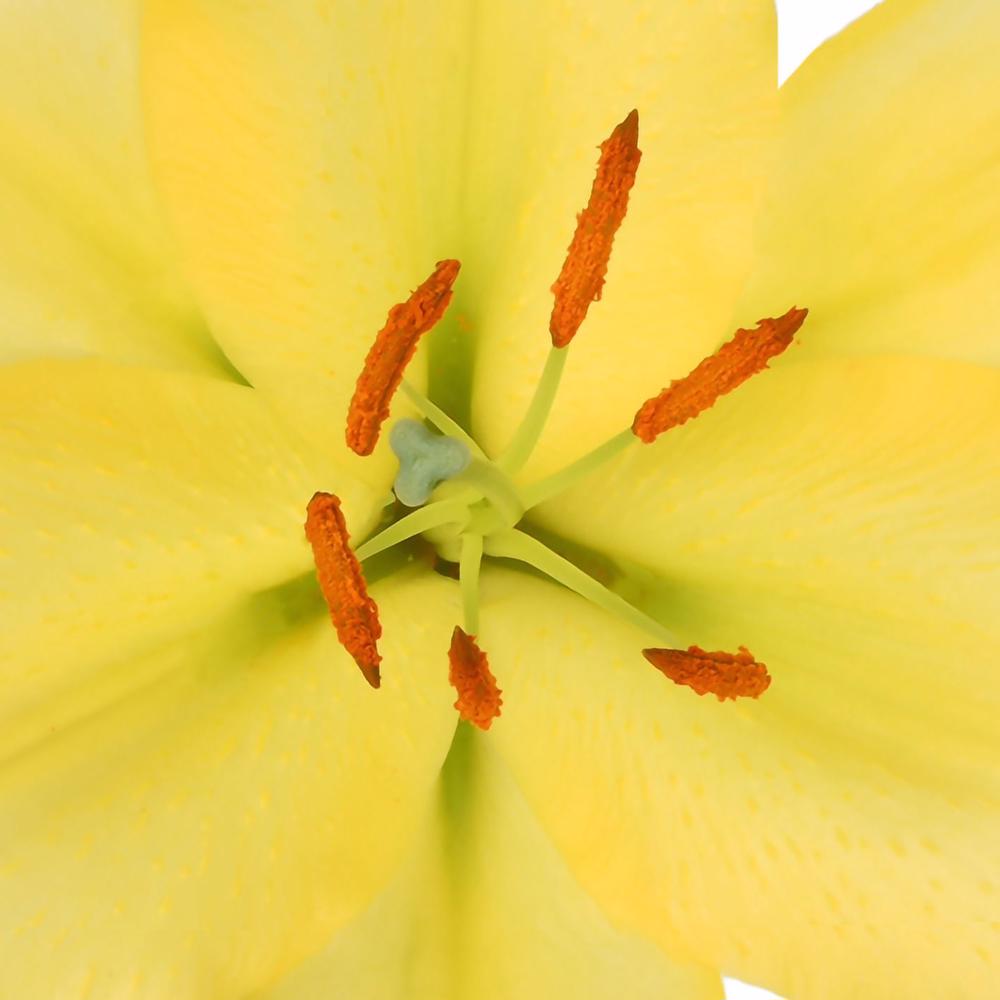 esmeralda-farms-vonq-oriental-lily-thumbnail