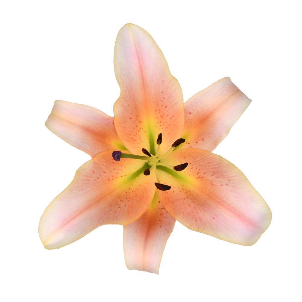 esmeralda-farms-zelmira-oriental-lily