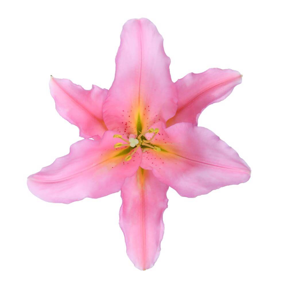 esmeralda-farms-vendome-oriental-lily