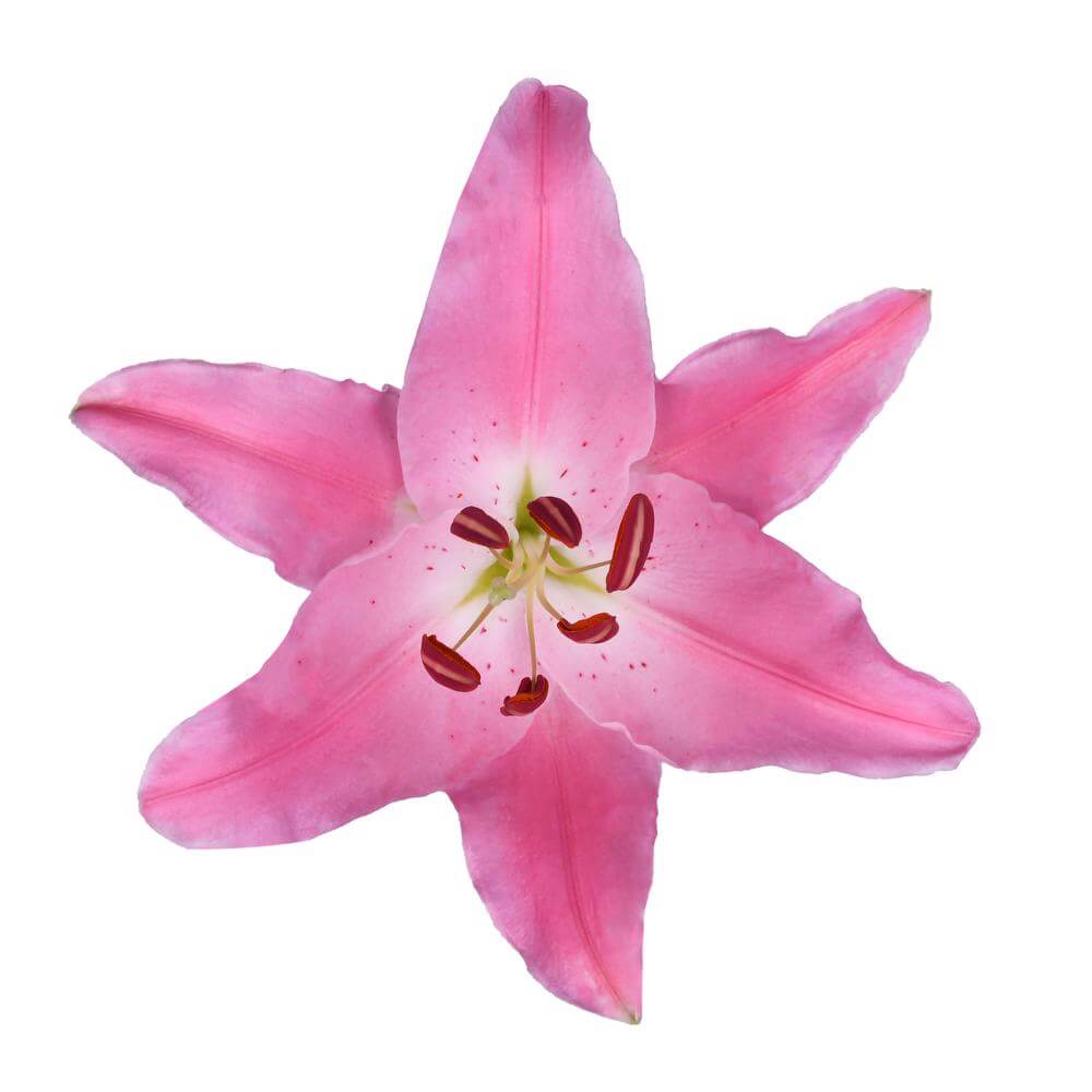 esmeralda-farms-mundana-oriental-lily