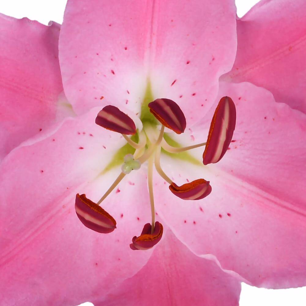 esmeralda-farms-mundana-oriental-lily-thumbnail