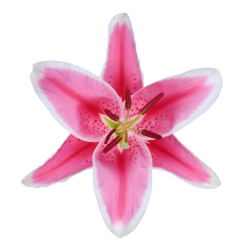 Trevi - Oriental Lily - Esmeralda Farms Wholesale Flowers