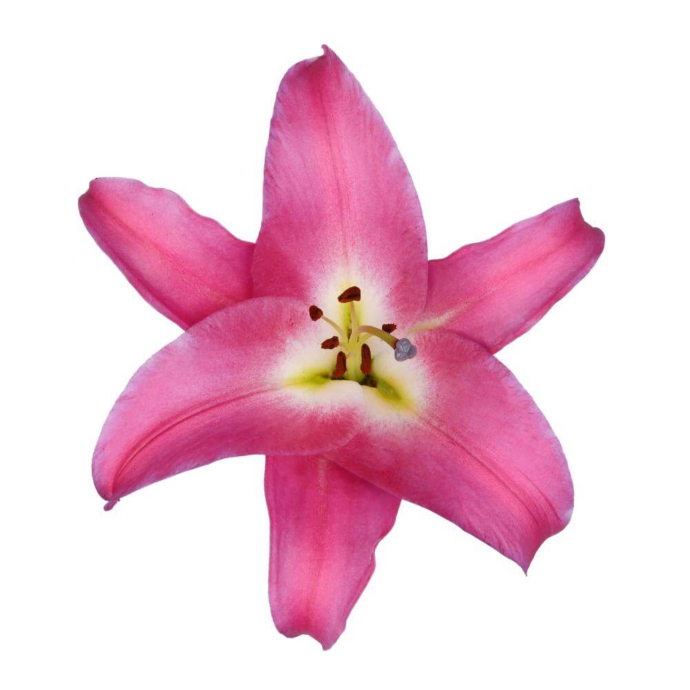 esmeralda-farms-competition-oriental-lily