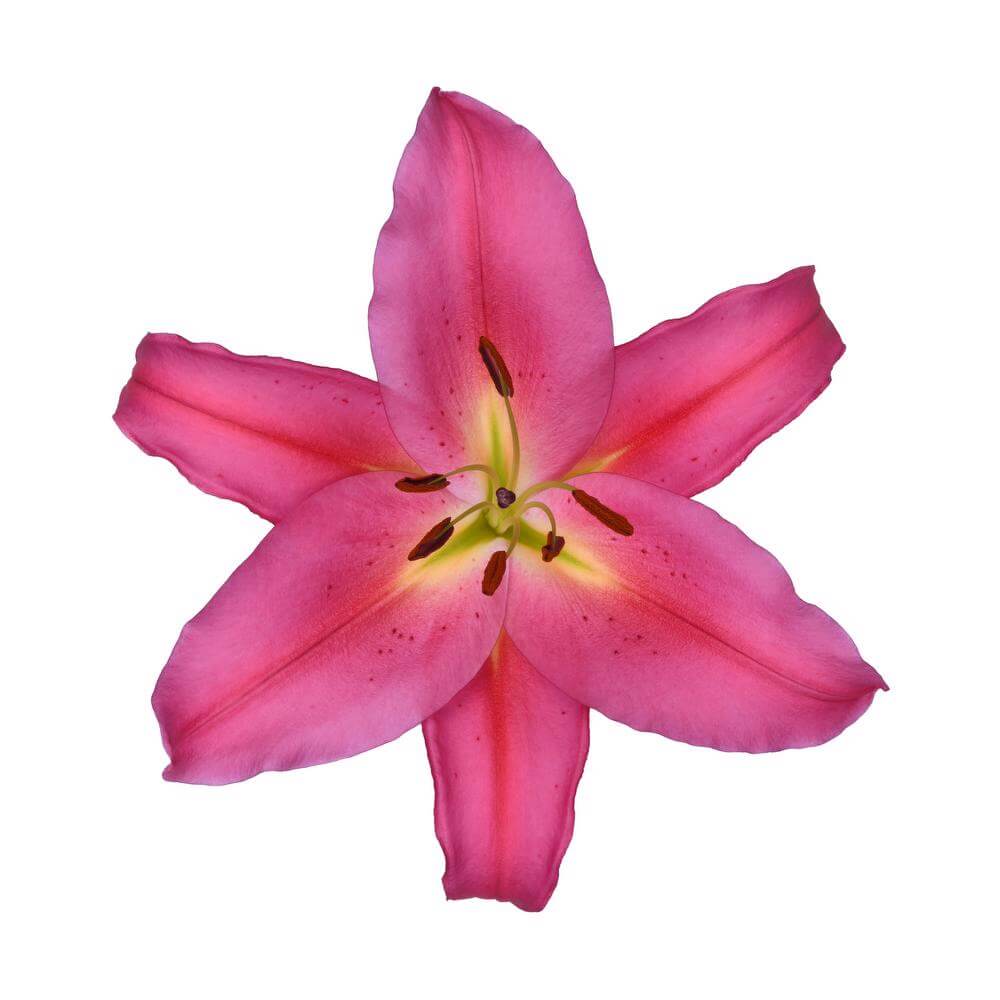 esmeralda-farms-tarrango-oriental-lily