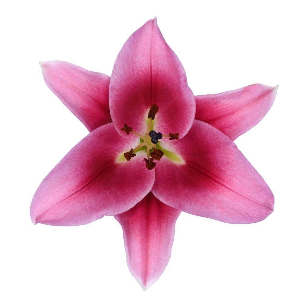 esmeralda-farms-dalian-oriental-lily