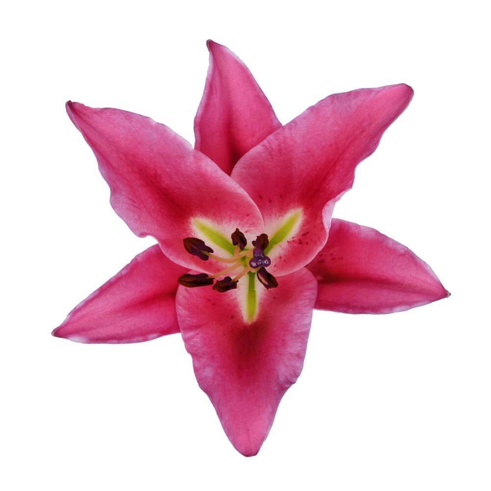 esmeralda-farms-marengo-oriental-lily
