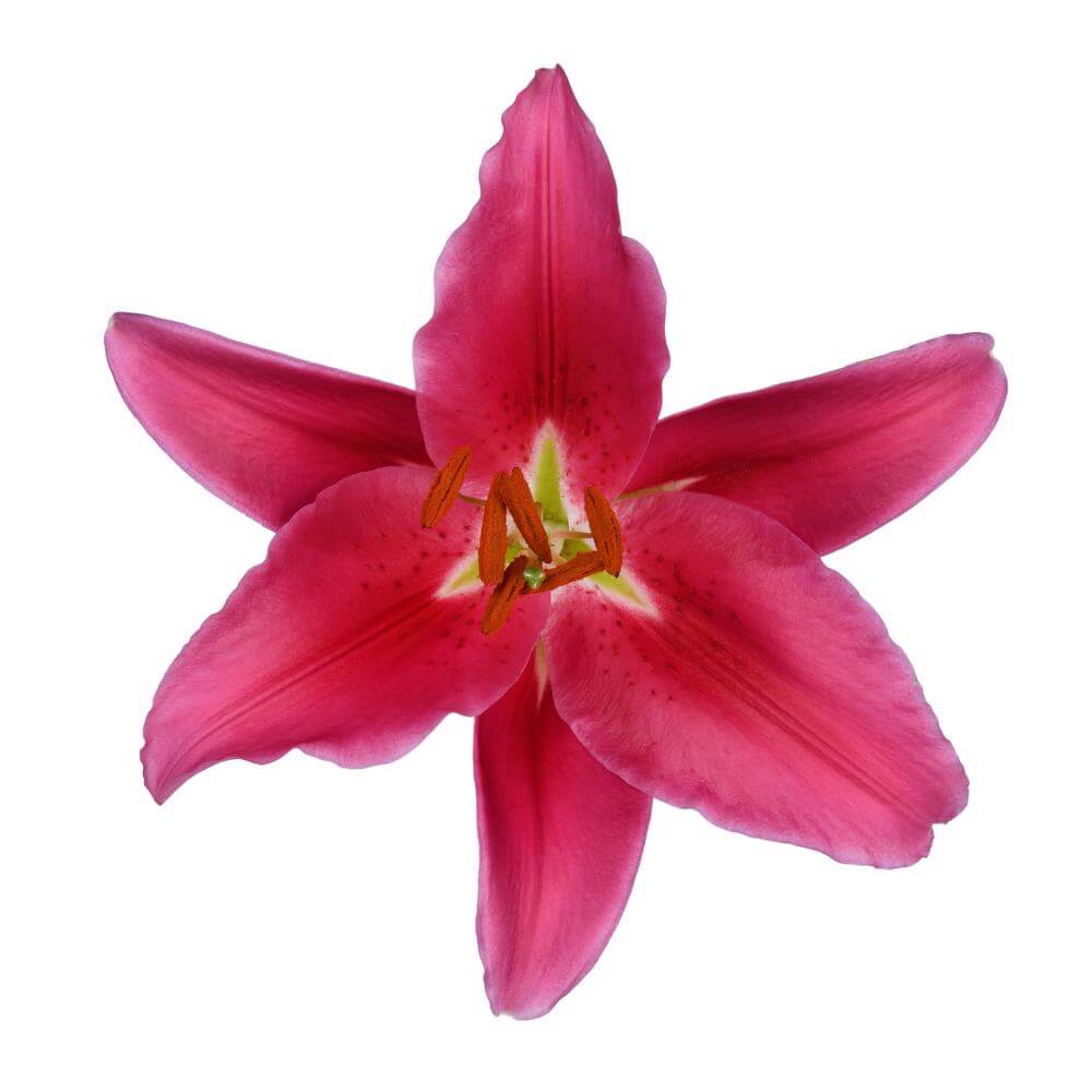 esmeralda-farms-barossa-zanlorossa-oriental-lily