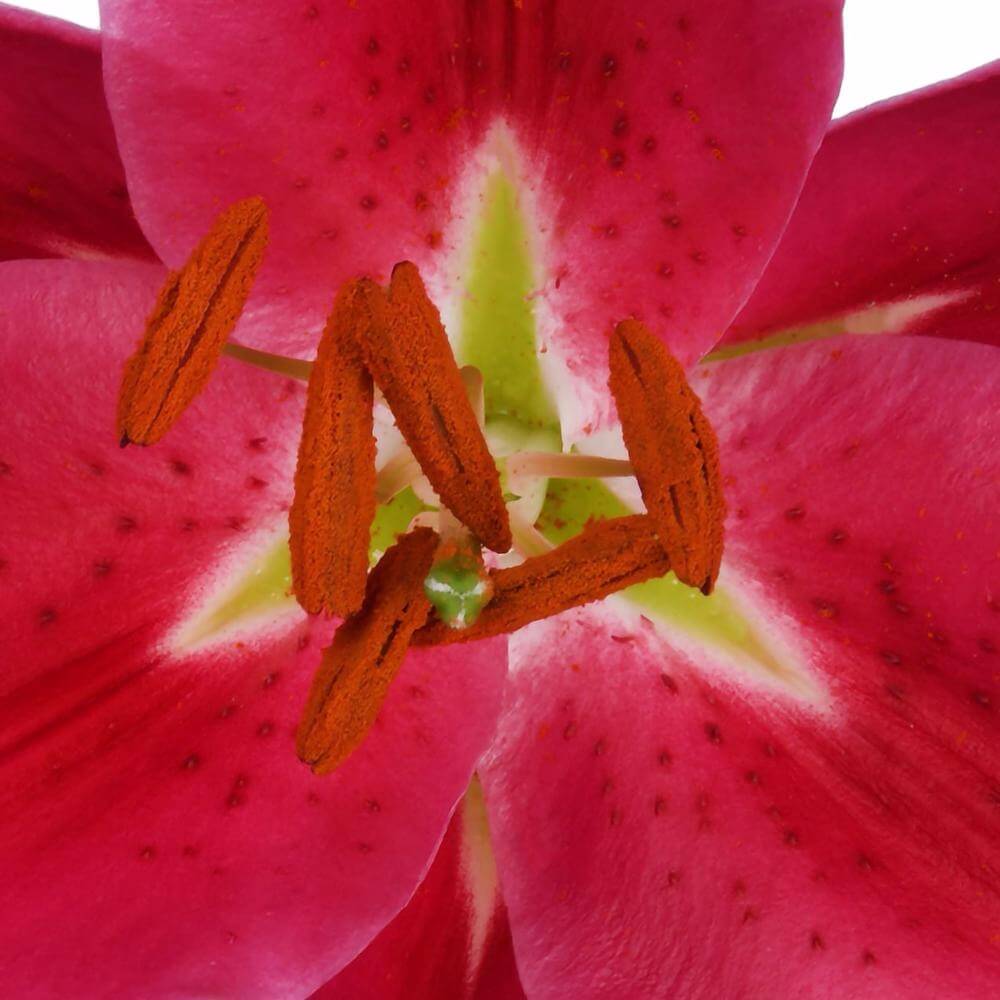 esmeralda-farms-barossa-zanlorossa-oriental-lily-thumbnail