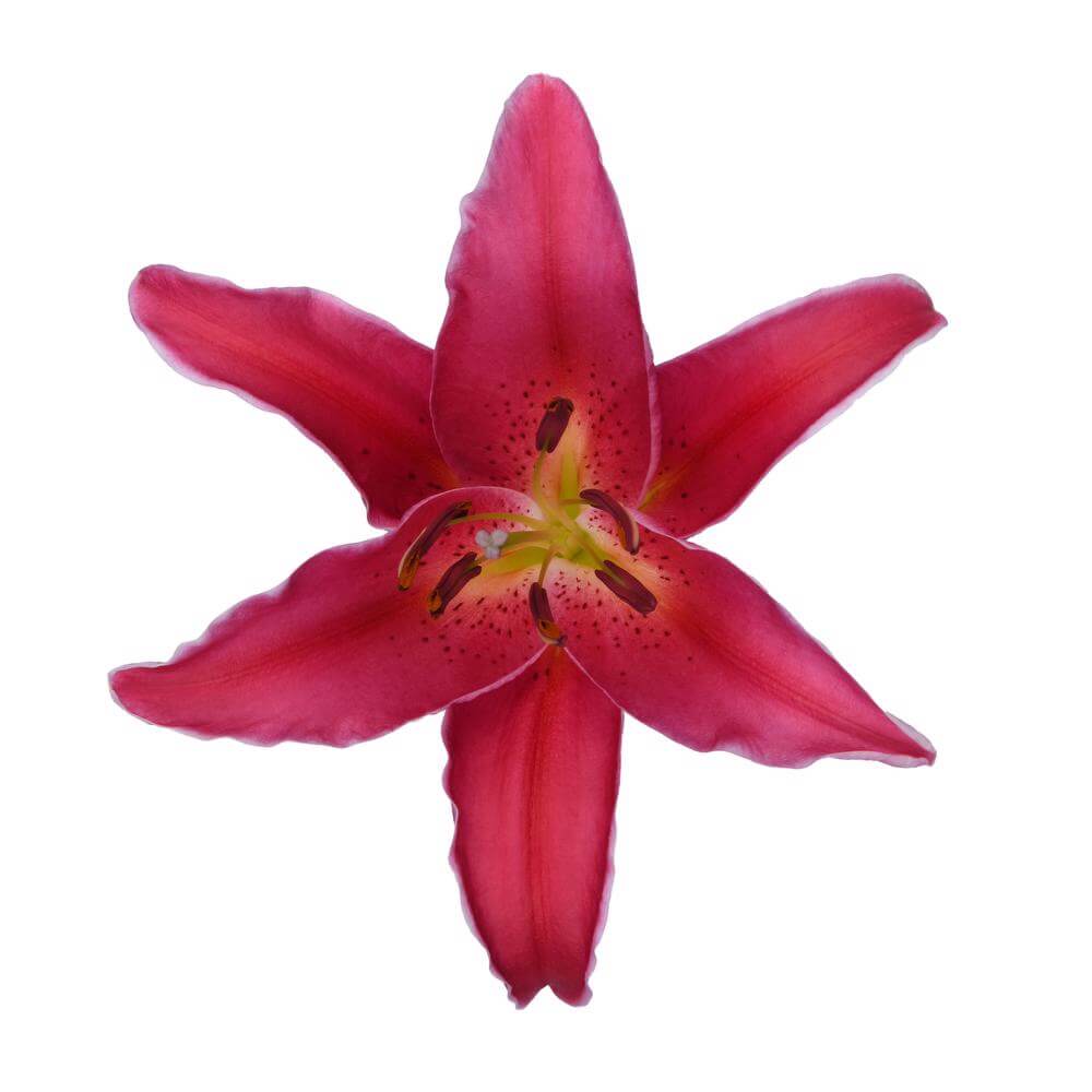 esmeralda-farms-red-sparrow-oriental-lily