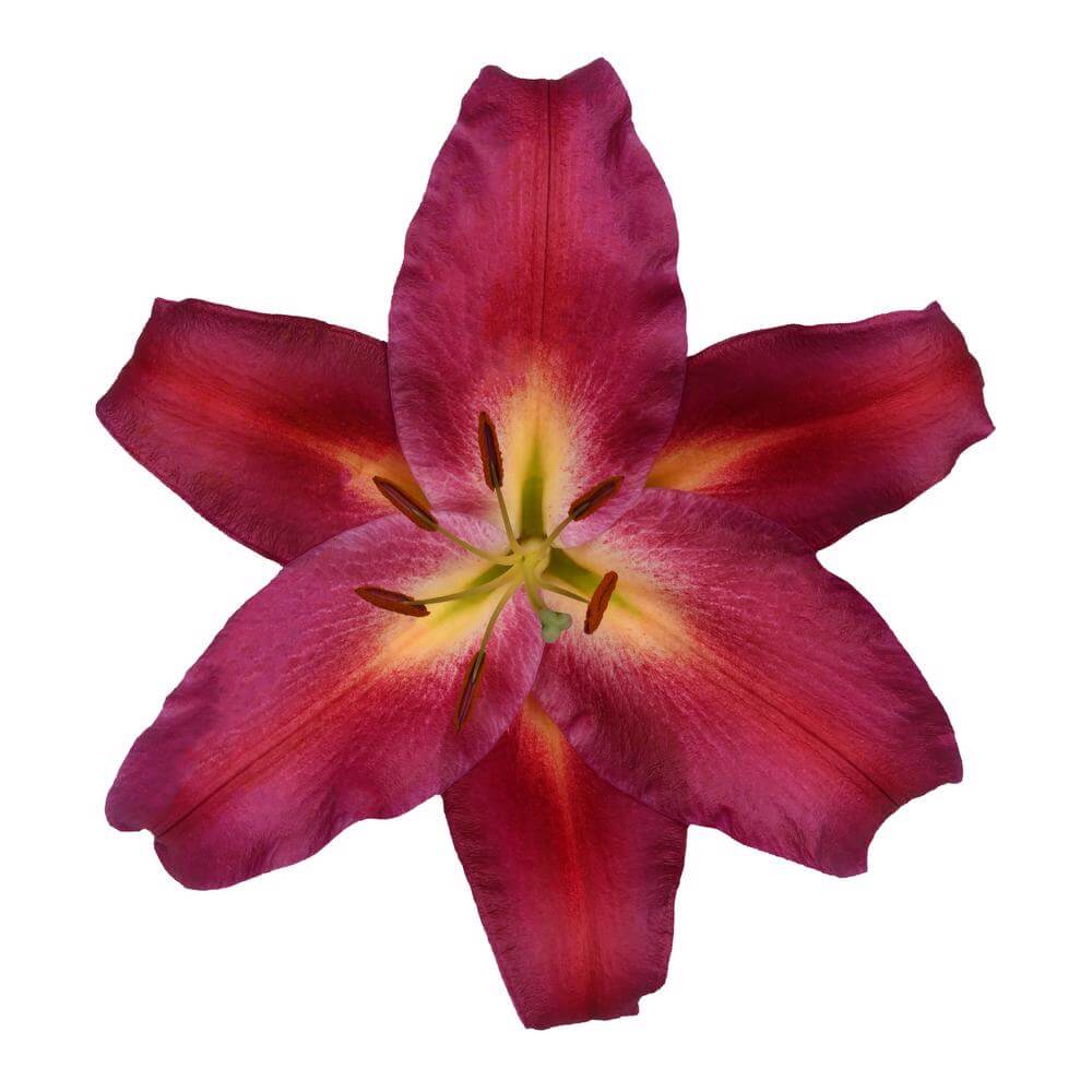 esmeralda-farms-avinger-oriental-lily