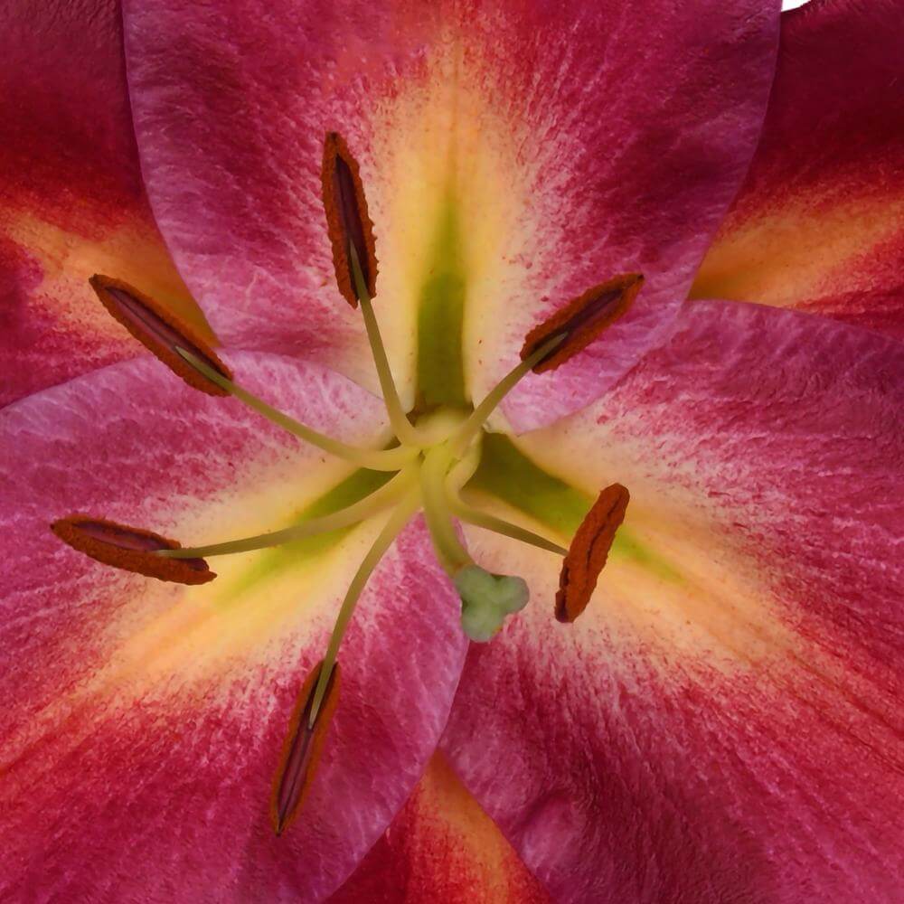 esmeralda-farms-avinger-oriental-lily-thumbnail