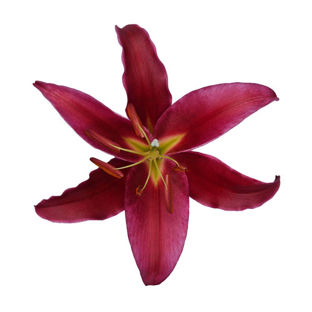 esmeralda-farms-petrolia-oriental-lily