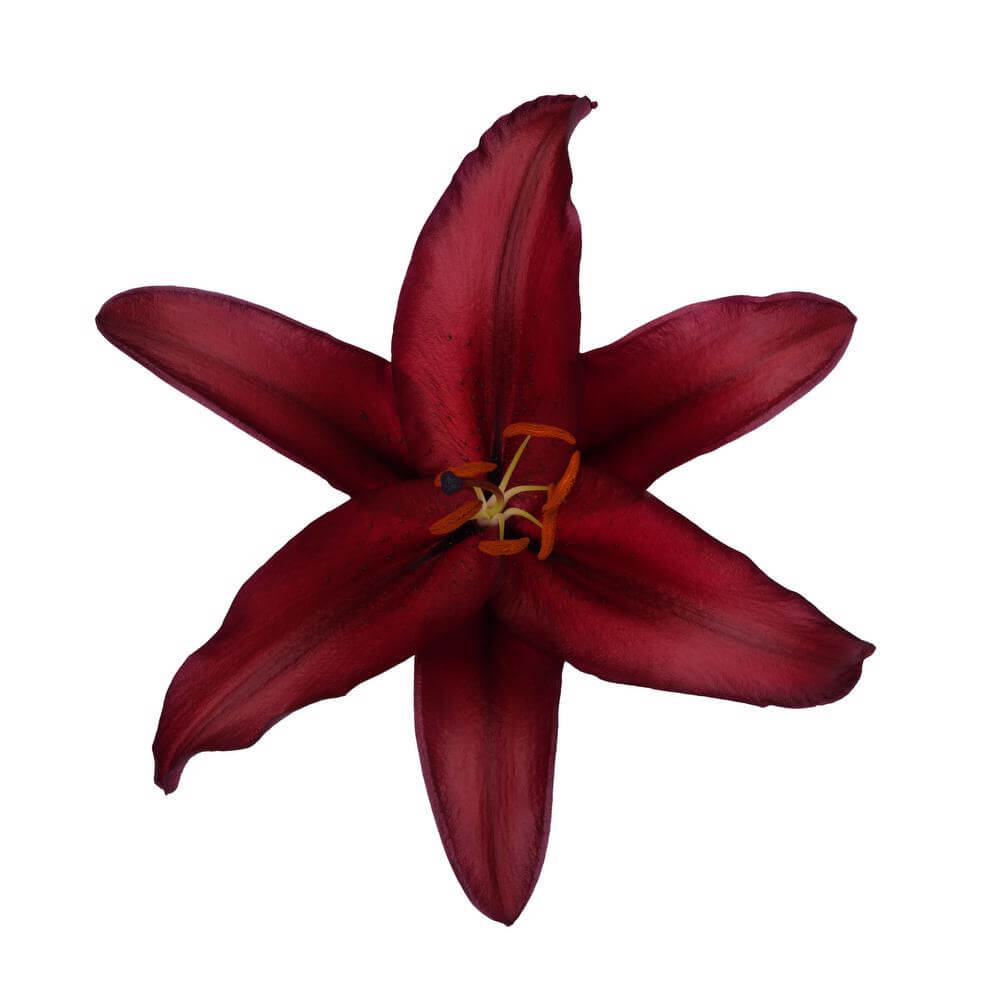 esmeralda-farms-firebolt-oriental-lily