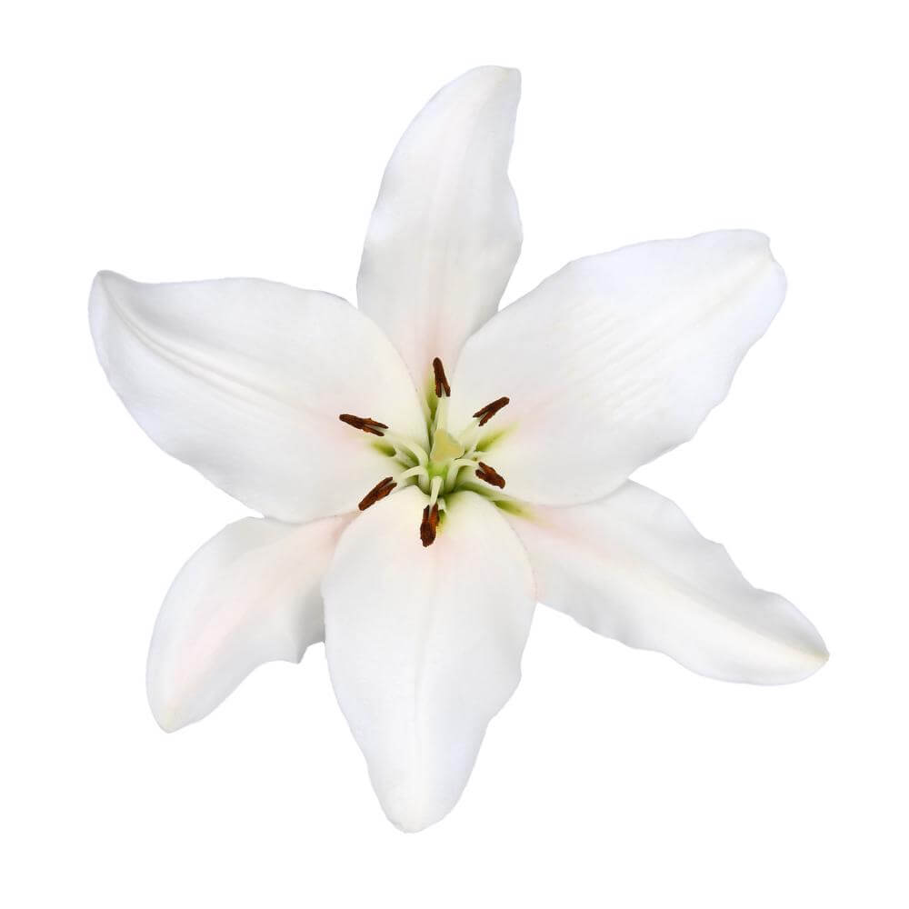 esmeralda-farms-parrano-la-lily