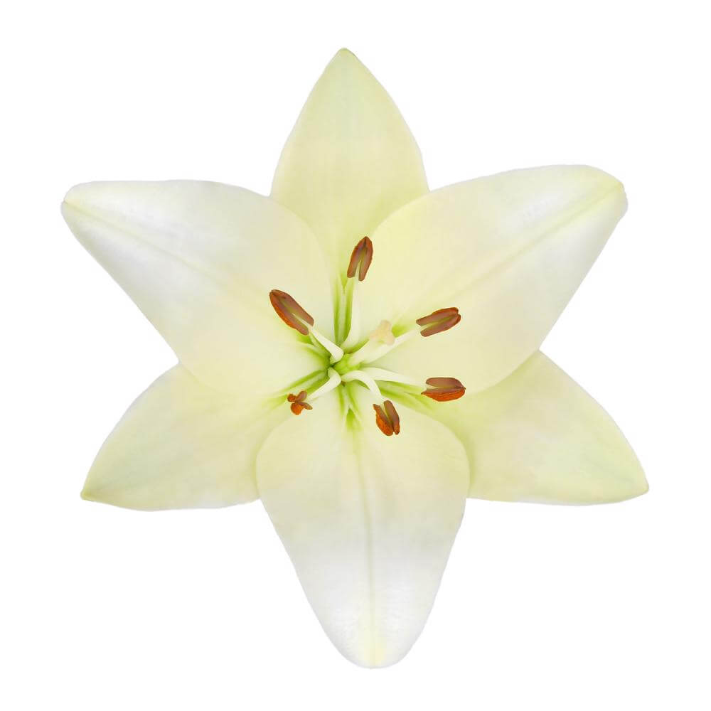 esmeralda-farms-scansano-la-lily