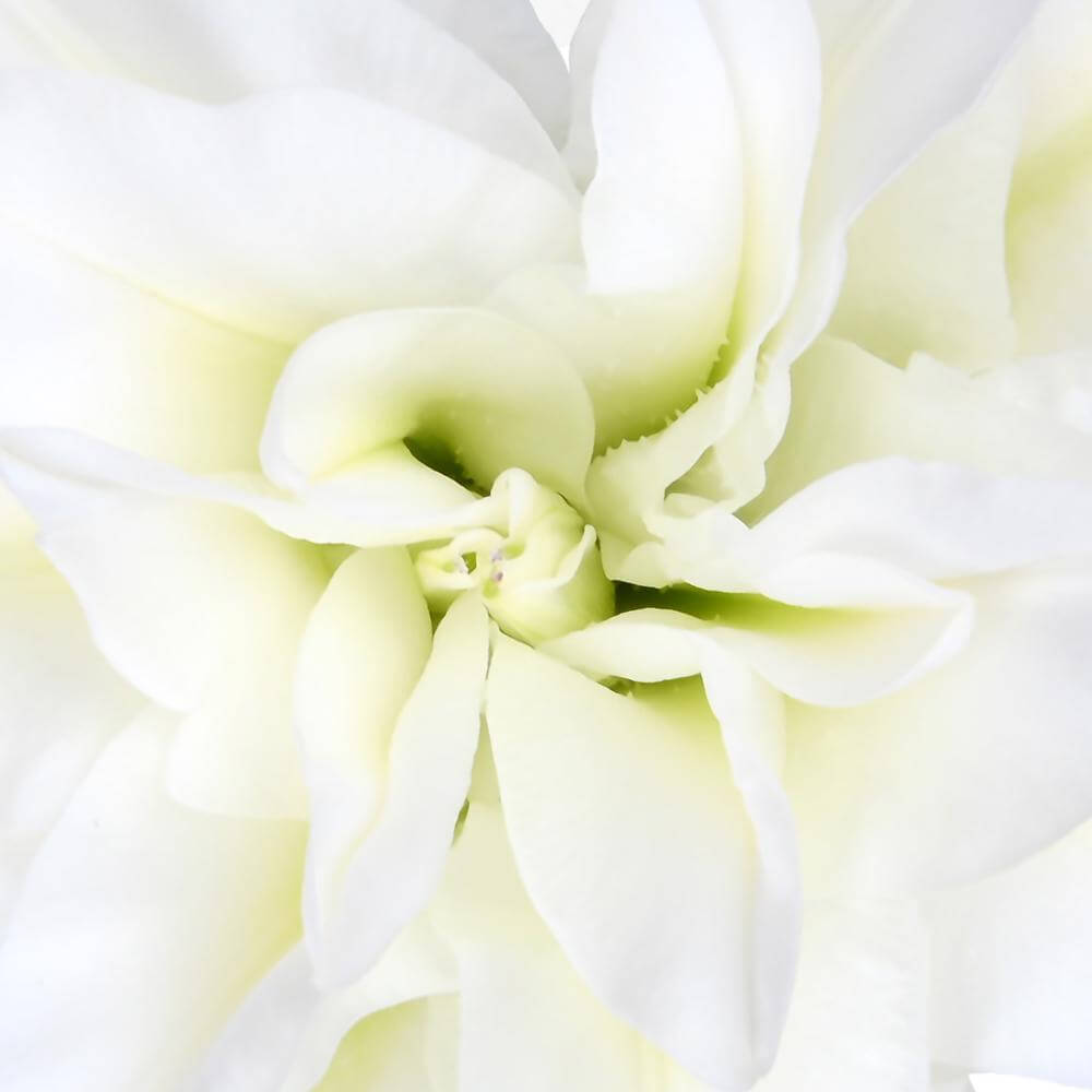 esmeralda-farms-monica-roselily-thumbnail