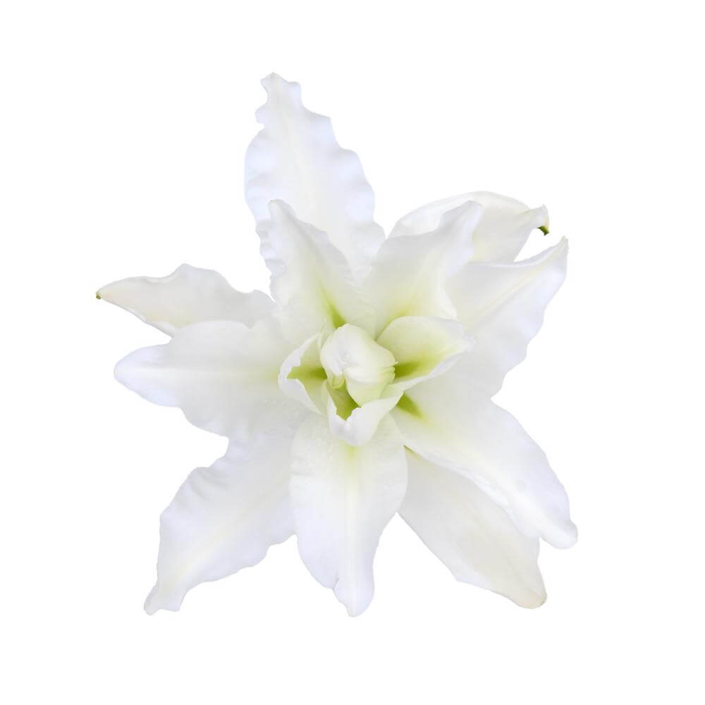esmeralda-farms-ramona-roselily